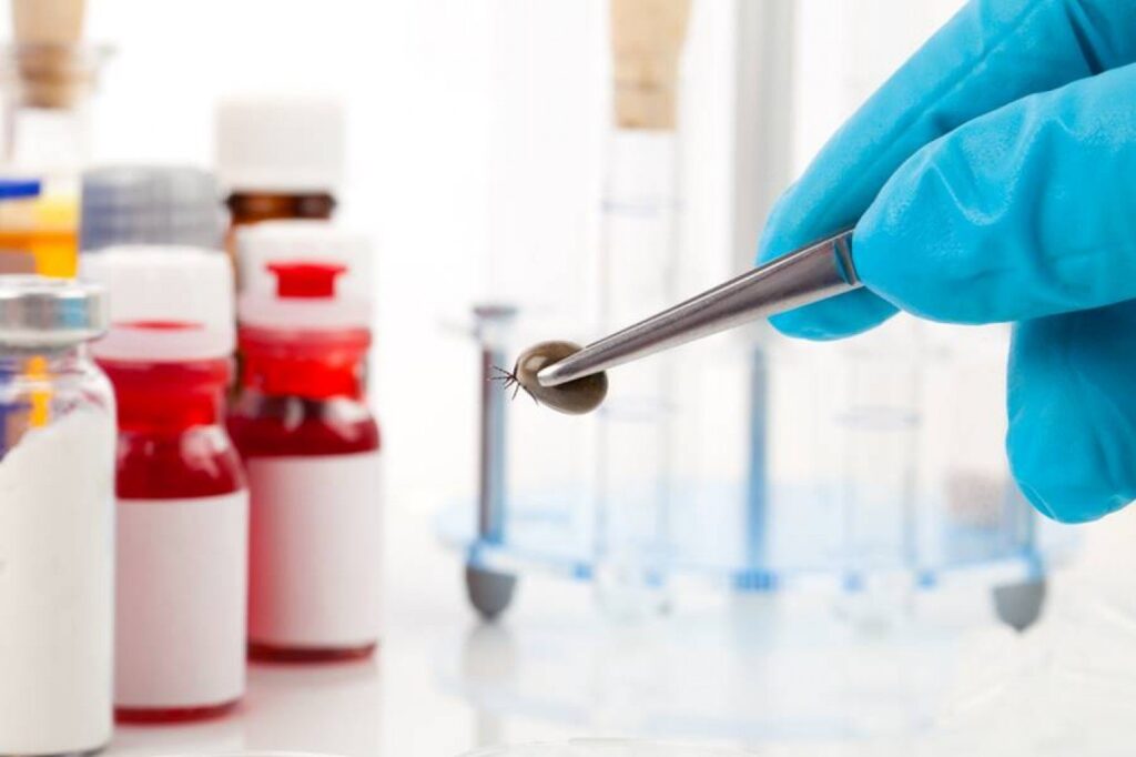 Primul vaccin împotriva bolii Lyme din ultimii 20 de ani începe studiul clinic final: „Oamenii sunt îngrijorați, este momentul potrivit”