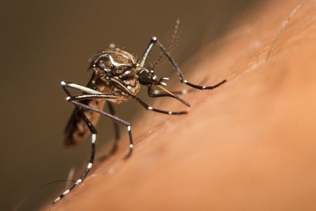 Riscul de boli transmise de ţânţari, inclusiv febra dengue şi virusul West Nile, tot mai ridicat în Europa