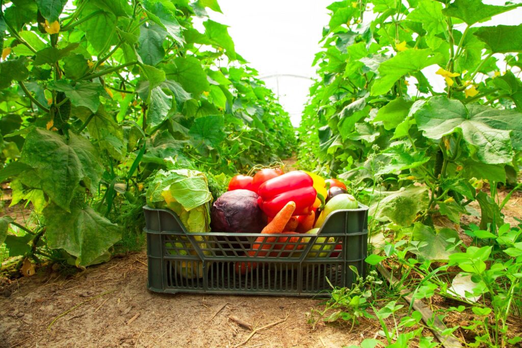 Mărarul, salata și roșiile – trufandalele cu cele mai multe pesticide. Reacția legumicultorilor: Sunt din Turcia