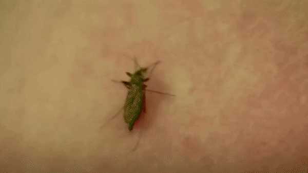 Alertă în România: Temutul țânțar-tigru a ajuns pe meleagurile noastre. Epidemiolog: „O singură înțepătură este suficientă pentru transmiterea Dengue”