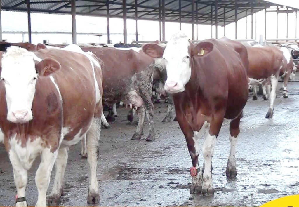 Un nou studiu stârnește frică: gripa aviară răspândită la vaci s-ar fi adaptat pentru a infecta oamenii
