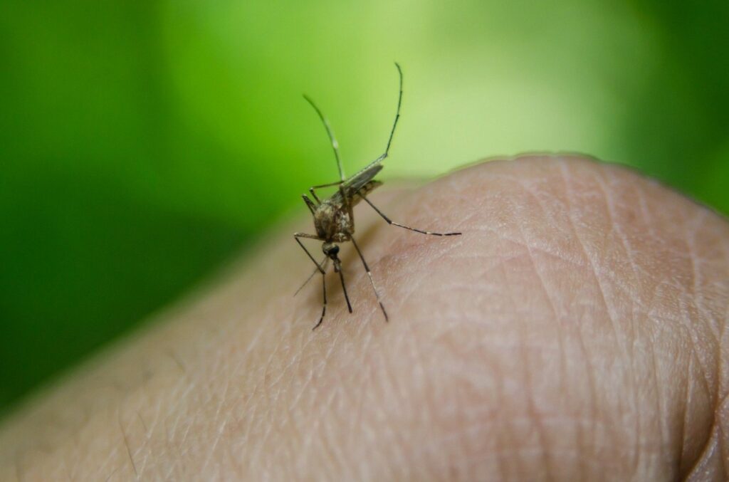 Crește numărul cazurilor de infecție cu virusul West Nile în România. Avertismentul autorităților